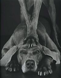 Fauna & Flora: William Wegman photos of dogs