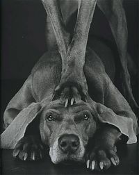 TopRq.com search results: William Wegman photos of dogs