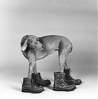 Fauna & Flora: William Wegman photos of dogs