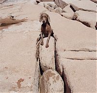 Fauna & Flora: William Wegman photos of dogs