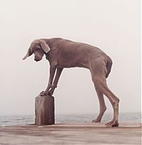 Fauna & Flora: William Wegman photos of dogs