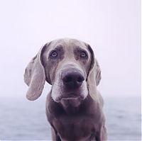 TopRq.com search results: William Wegman photos of dogs