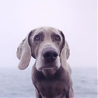 Fauna & Flora: William Wegman photos of dogs