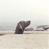 TopRq.com search results: William Wegman photos of dogs