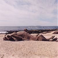 Fauna & Flora: William Wegman photos of dogs