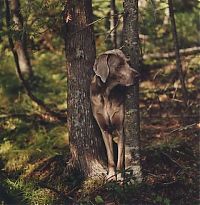 Fauna & Flora: William Wegman photos of dogs