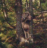 TopRq.com search results: William Wegman photos of dogs