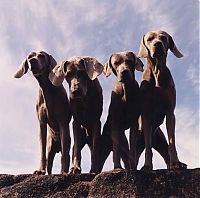 Fauna & Flora: William Wegman photos of dogs