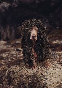 TopRq.com search results: William Wegman photos of dogs