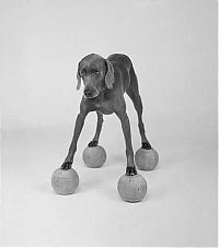 TopRq.com search results: William Wegman photos of dogs