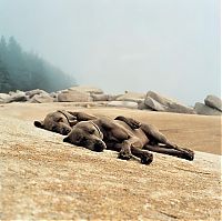 Fauna & Flora: William Wegman photos of dogs