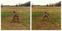 Fauna & Flora: William Wegman photos of dogs