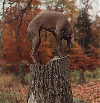 Fauna & Flora: William Wegman photos of dogs