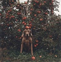 Fauna & Flora: William Wegman photos of dogs