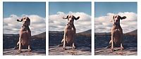 Fauna & Flora: William Wegman photos of dogs