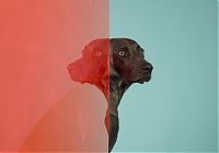 TopRq.com search results: William Wegman photos of dogs