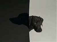 TopRq.com search results: William Wegman photos of dogs