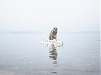 TopRq.com search results: William Wegman photos of dogs