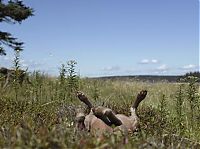 TopRq.com search results: William Wegman photos of dogs