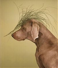 Fauna & Flora: William Wegman photos of dogs