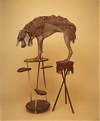 Fauna & Flora: William Wegman photos of dogs