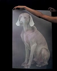 TopRq.com search results: William Wegman photos of dogs