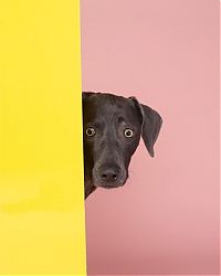 Fauna & Flora: William Wegman photos of dogs