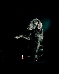 Fauna & Flora: William Wegman photos of dogs