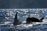 Fauna & Flora: orca whale