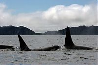 Fauna & Flora: orca whale