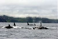 TopRq.com search results: orca whale