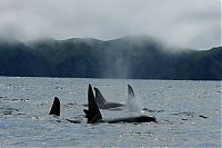 Fauna & Flora: orca whale