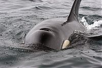 TopRq.com search results: orca whale