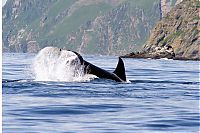 Fauna & Flora: orca whale