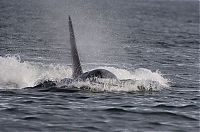 TopRq.com search results: orca whale