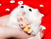 Fauna & Flora: charming hamster with an unusually expressive eyes