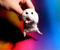 TopRq.com search results: charming hamster with an unusually expressive eyes