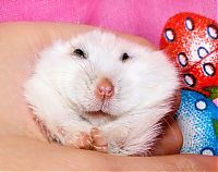 TopRq.com search results: charming hamster with an unusually expressive eyes
