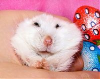 Fauna & Flora: charming hamster with an unusually expressive eyes