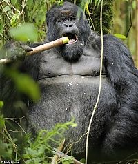 Fauna & Flora: Rwanda, Gorilla by Andy Rose