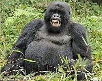 TopRq.com search results: Rwanda, Gorilla by Andy Rose