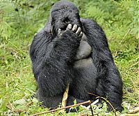 TopRq.com search results: Rwanda, Gorilla by Andy Rose