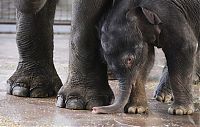 Fauna & Flora: elephant first steps