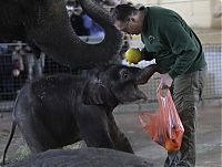 Fauna & Flora: elephant first steps