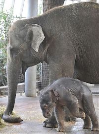 Fauna & Flora: elephant first steps