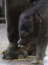 Fauna & Flora: elephant first steps