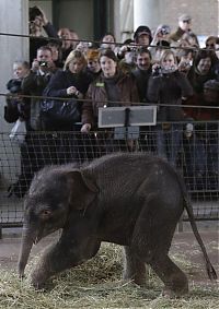 Fauna & Flora: elephant first steps