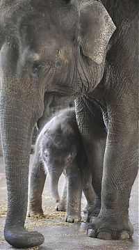 Fauna & Flora: elephant first steps