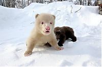 TopRq.com search results: Salt and Pepper cubs