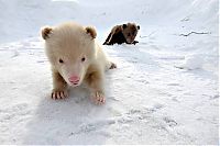 Fauna & Flora: Salt and Pepper cubs